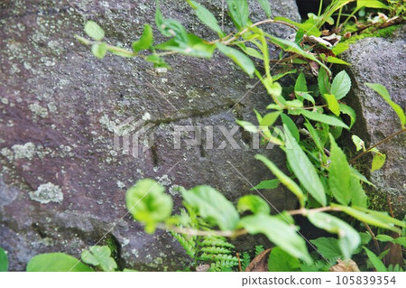 Nobeoka Castle 105839354