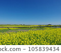 Rape field near Sekijuku Bridge on the Edogawa embankment, Saitama prefecture side 105839434