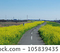 Rape field near Sekijuku Bridge on the Edogawa embankment, Saitama prefecture side 105839435