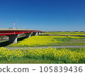 Sekijuku Bridge and rape field, taken from Saitama prefecture side 105839436