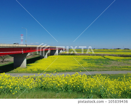 Sekijuku Bridge and rape field, taken from Saitama prefecture side 105839436