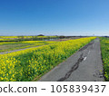 Rape field near Sekijuku Bridge on the Edogawa embankment, Saitama prefecture side 105839437