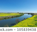 Edogawa embankment Rapeseed field near Sekijuku Bridge 105839438
