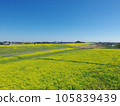 Edogawa embankment Rapeseed field near Sekijuku Bridge Chiba Prefecture side 105839439