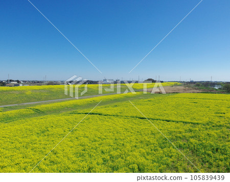 Edogawa embankment Rapeseed field near Sekijuku Bridge Chiba Prefecture side 105839439