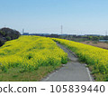 Edogawa embankment Rapeseed field near Sekijuku Bridge Chiba Prefecture side 105839440