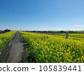 Edogawa embankment Rapeseed field near Sekijuku Bridge Chiba Prefecture side 105839441