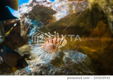 Tropical scorpionfish a very dangerous coral reef fish 105839542