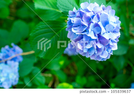 藍色繡球花 藍色繡球花 105839637