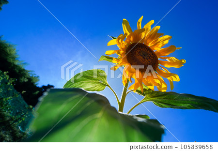 仲夏向日葵 仲夏向日葵 105839658
