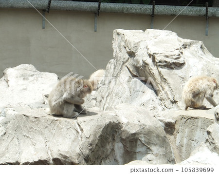 兩隻猴子側身 兩隻猴子側身 105839699