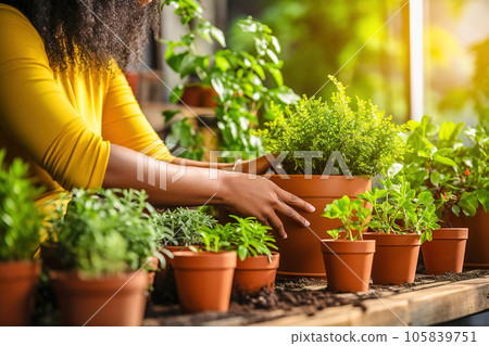 A woman plants houseplants in a pot. A woman plants houseplants in a pot. 105839751