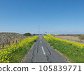 Sugito Town Rape blossoms along the Edogawa embankment 105839771