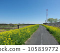 Sugito Town Rape blossoms along the Edogawa embankment 105839772