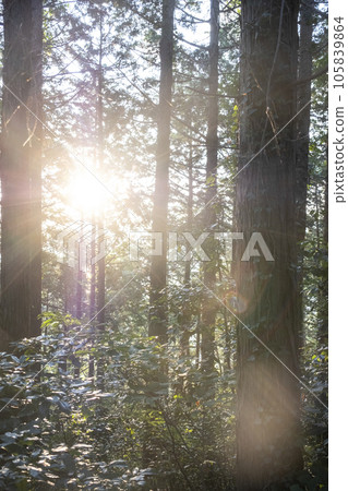 Sun in the forest Sun in the forest 105839864