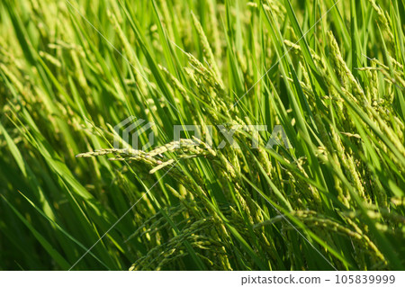 稻田裡稻穗的特寫 105839999