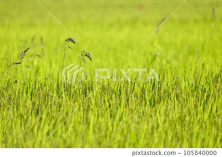 稻田裡稻穗的特寫 105840000