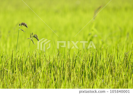 稻田裡稻穗的特寫 稻田裡稻穗的特寫 105840001