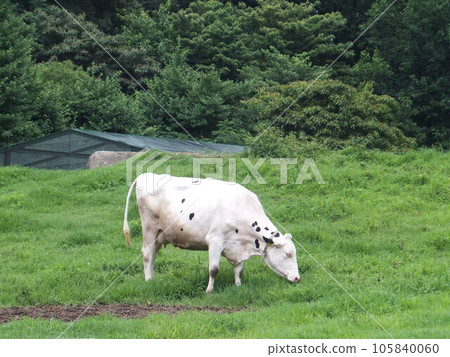 白色 黑色 斑點 牛 105840060