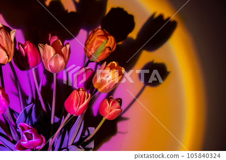 Pink colored tulip flower in neon light on yellow and violet gradient background in the night light. Creative dark holiday concept. Copy space greeting card Floral bouquet of fresh flowers. Aesthetic Pink colored tulip flower in neon light on yellow and violet gradient background in the night light. Creative dark holiday concept. Copy space greeting card Floral bouquet of fresh flowers. Aesthetic 105840324