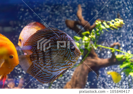 Blue tropical fish Symphysodon discus in the aquarium, oceanarium pool Blue tropical fish Symphysodon discus in the aquarium, oceanarium pool 105840417