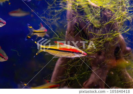 Melanotaenia australis, rainbowfish swimming in aquarium pool with green seaweed Melanotaenia australis, rainbowfish swimming in aquarium pool with green seaweed 105840418