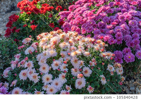 Fresh bright red, white and yellow chrysanthemums bushes in autumn garden Fresh bright red, white and yellow chrysanthemums bushes in autumn garden 105840428