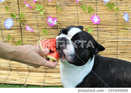 Mighty, a Boston terrier, eats his favorite watermelon in front of a bamboo blind with morning glory flowers♡ Mighty, a Boston terrier, eats his favorite watermelon in front of a bamboo blind with morning glory flowers♡ 105840600