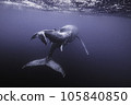 Rear view of parent and child whales 105840850