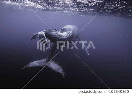 Rear view of parent and child whales Rear view of parent and child whales 105840850