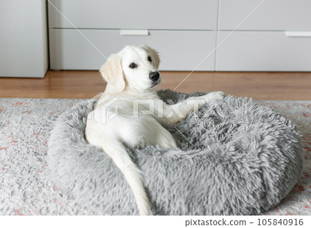 A puppy of a golden retriever is resting in a dog bed. A puppy of a golden retriever is resting in a dog bed. 105840916