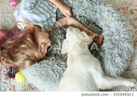 Little girl playing with a golden retriever puppy at home. Little girl playing with a golden retriever puppy at home. 105840921