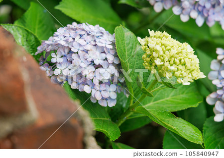 Fresh hydrangea with beautiful petals Fresh hydrangea with beautiful petals 105840947