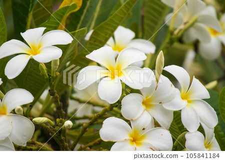 White Frangipani flower Plumeria alba with green leaves 105841184