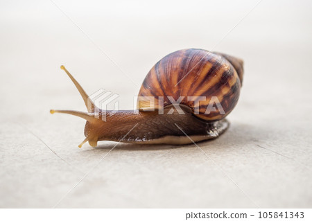 big helix snail on concrete floor close up 105841343