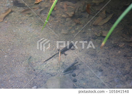 Newt Newt 105841548