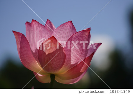 July lotus flower July lotus flower 105841549