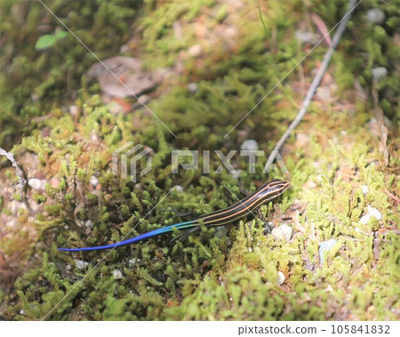 Japanese lizard Japanese lizard 105841832