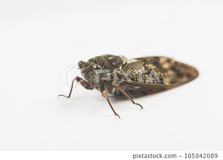 Abra cicada taking pictures summer insect cicada white background Abra cicada taking pictures summer insect cicada white background 105842089