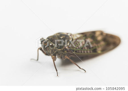 Abra cicada taking pictures summer insect cicada white background 105842095