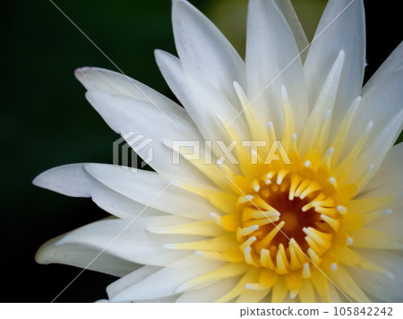 七月盛開的熱帶睡蓮“星白” 105842242