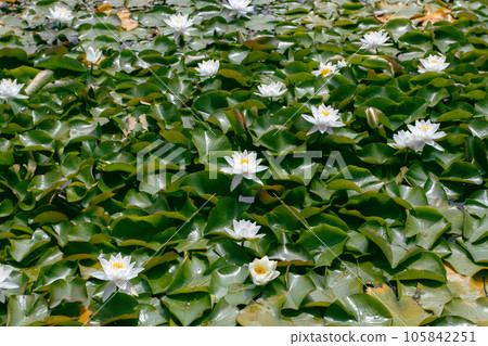 Fragrant white water lily nymphaea odorata aquatic plants Fragrant white water lily nymphaea odorata aquatic plants 105842251