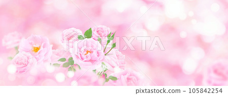 Beautiful pink roses on the blurred background Beautiful pink roses on the blurred background 105842254