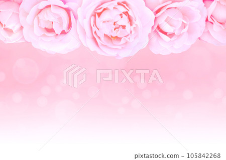 Pink roses in the top of the blurred background 105842268