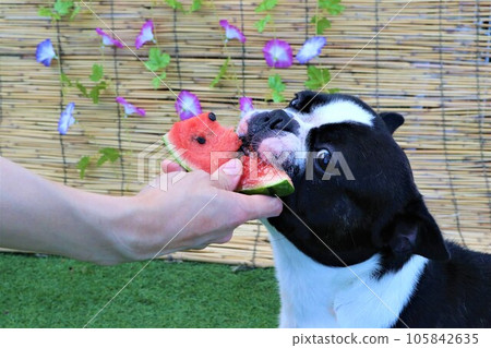 Mighty, a Boston terrier, eats his favorite watermelon in front of a bamboo blind with morning glory flowers♡ Mighty, a Boston terrier, eats his favorite watermelon in front of a bamboo blind with morning glory flowers♡ 105842635