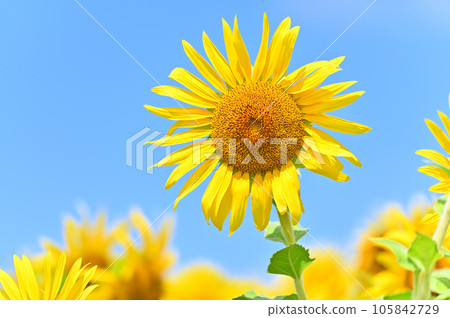 夏日清涼的天空下盛開的向日葵田 芝山沼澤的向日葵田（埼玉縣白岡市） 105842729