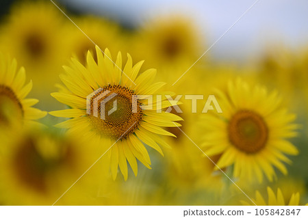 Sunny Zama sunflower field 105842847