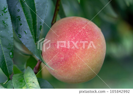 soon-to-be-harvested peaches soon-to-be-harvested peaches 105842992
