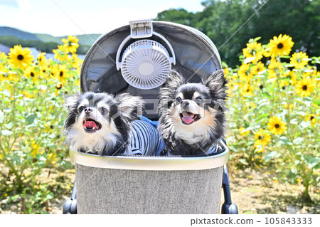 A flower garden in full bloom and a friendly Chihuahua Tambara Lavender Park (Numata City, Gunma Prefecture) 105843333