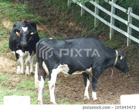 2 black and white cows 105843473